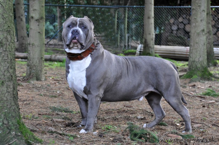 Американский булли покет