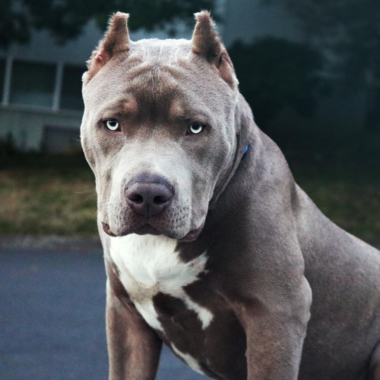 Надо ли заниматься с американским булем