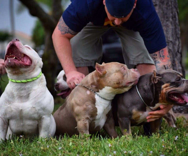 Булли Классик