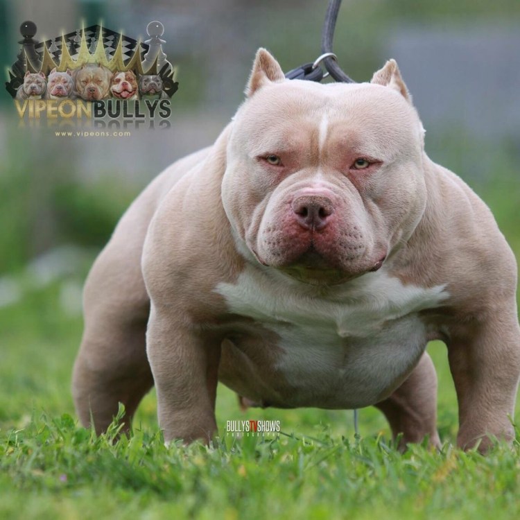 Американский булли терьер