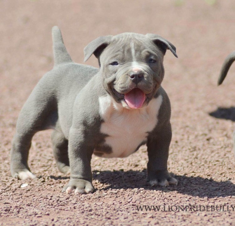 Американский булли покет