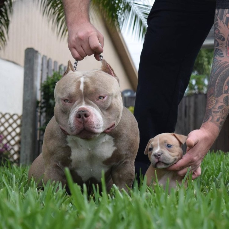 Булли некупированный