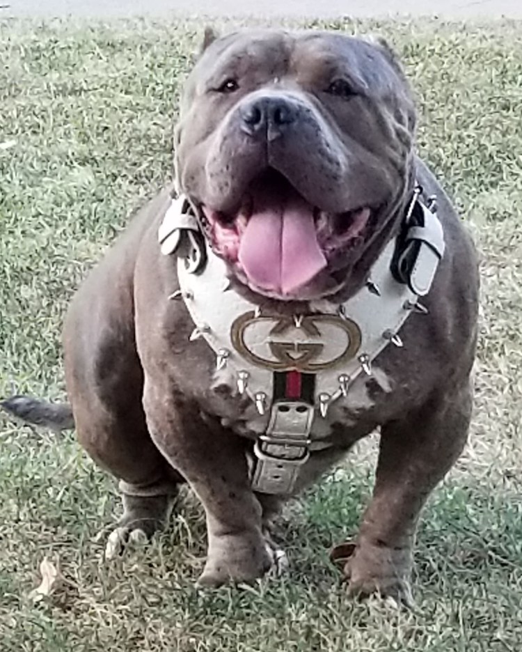 Американский булли Рокки