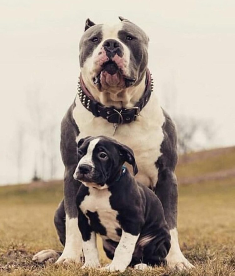 Американский булли XL Триколор