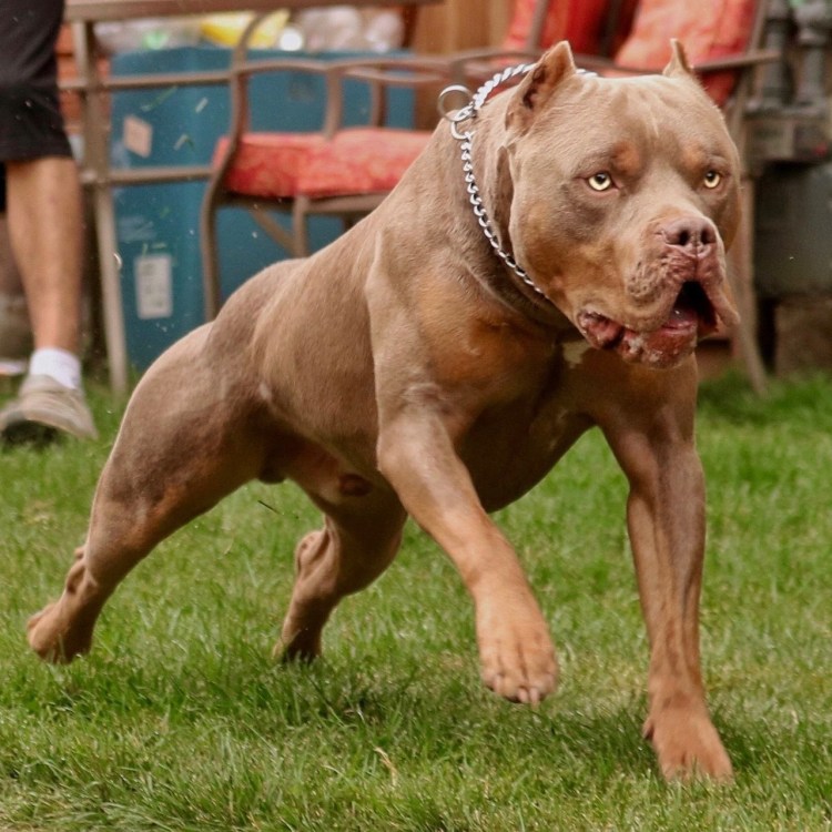 Американский булли Икс Эль