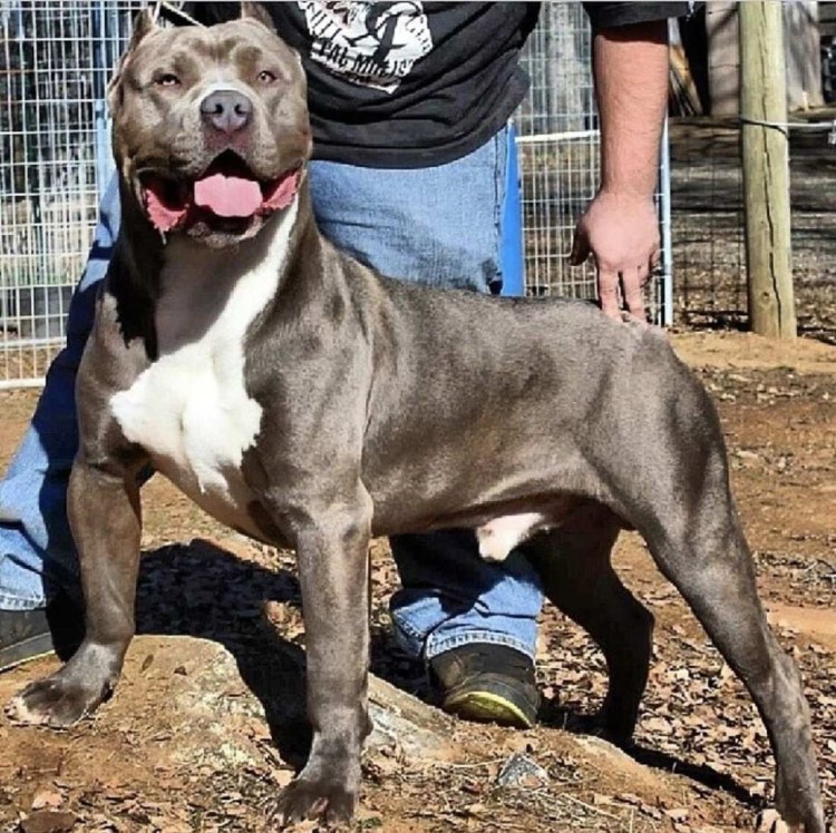 Американский булли "XL" (XL)