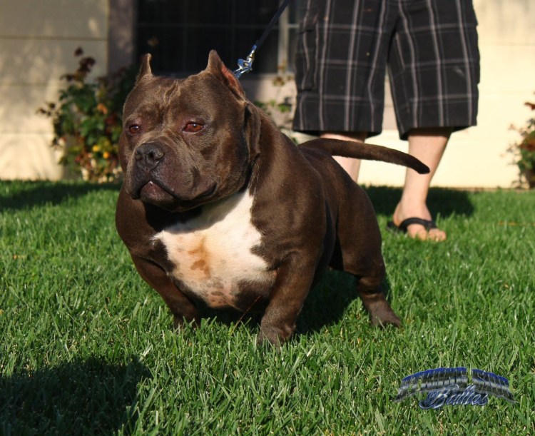 Булли палевый