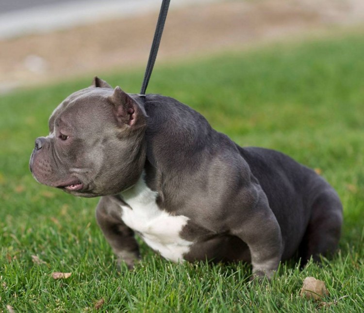 Порода собак булли