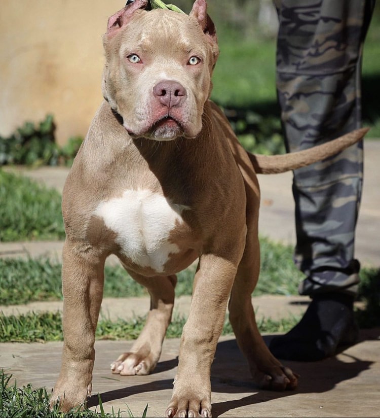 Американский булли Пульсар