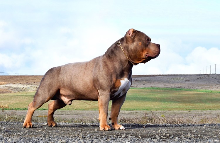 Булли XL стандарт