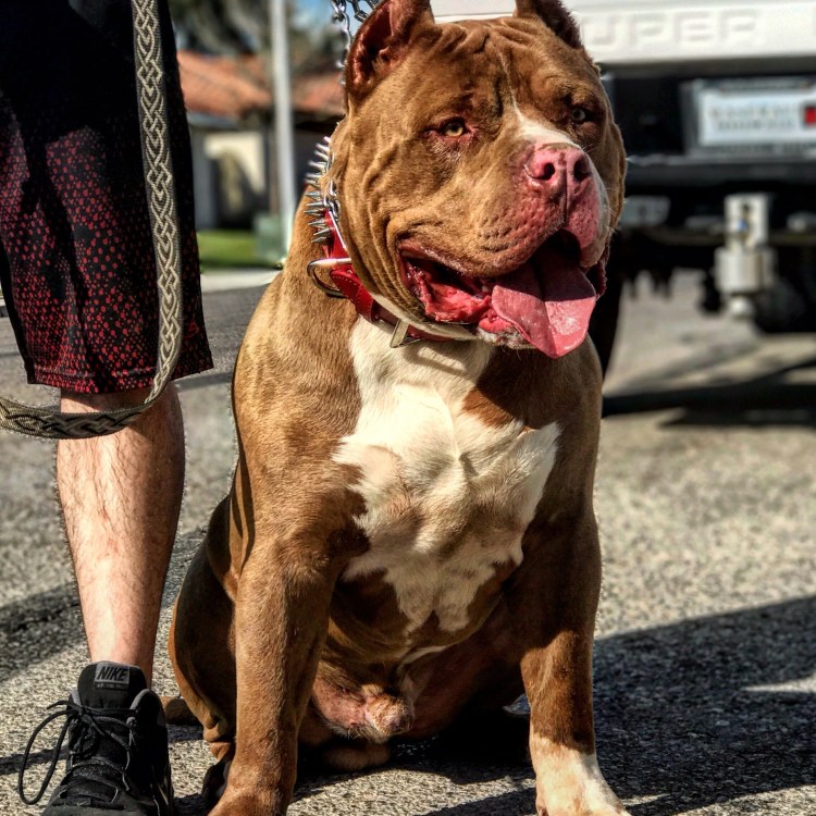 Американский питбуль ххх собака