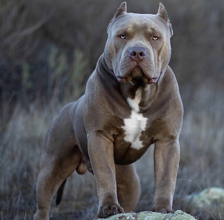 Американский стаффордширский булли