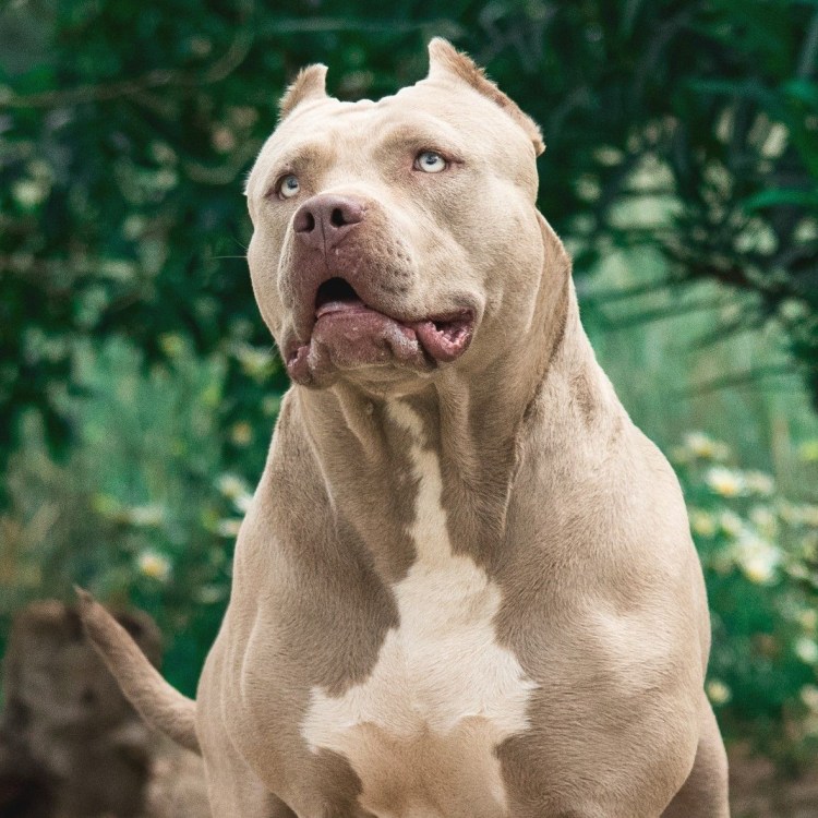 Американ булли XL