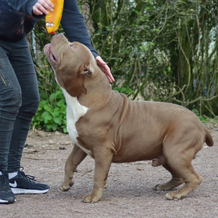 Американский питбуль XXL