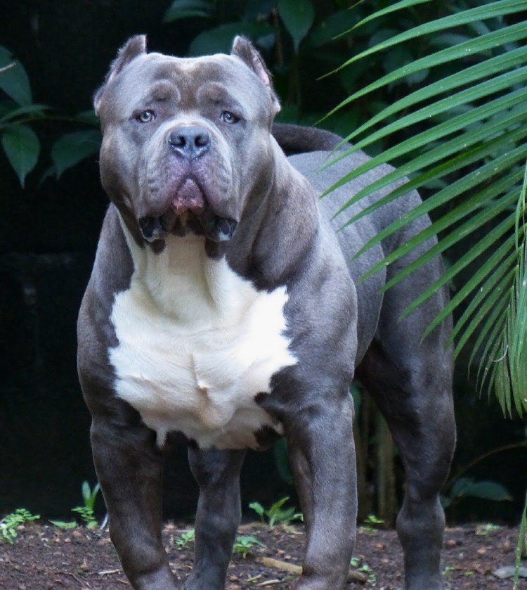 Американский булли 2xl