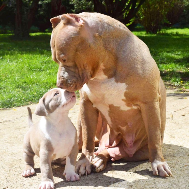 Американский булли "XL" (XL)