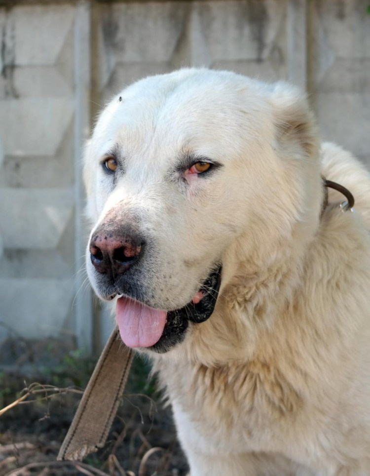 Алабай тобет