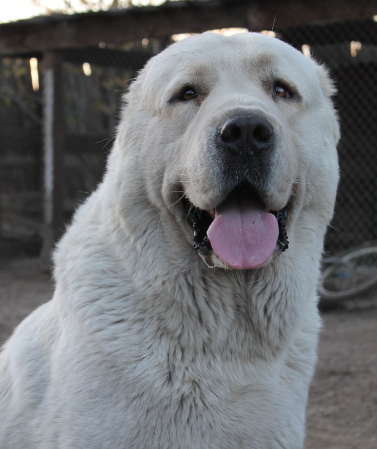 Среднеазиатская овчарка бульдозер