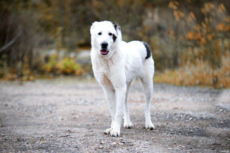 Волкодав алабай