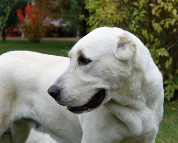 Алабай собака в холке