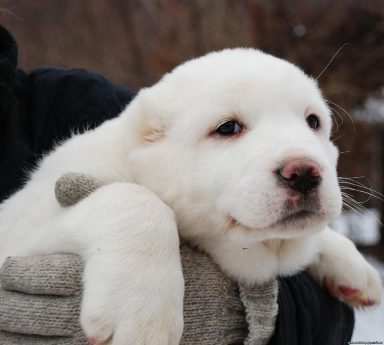 Среднеазиатская овчарка алабай белые