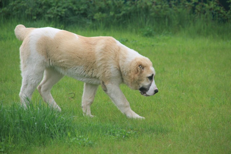 Волкодав кангал