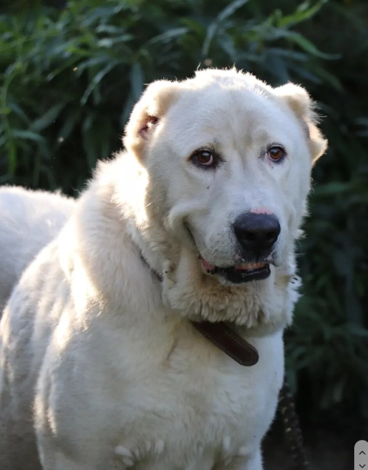 Среднеазиатская овчарка