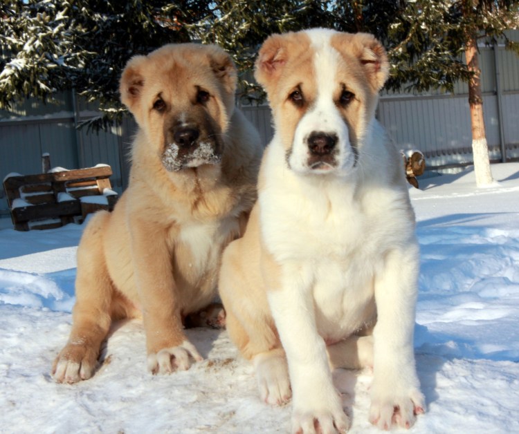 Среднеазиатский алабай
