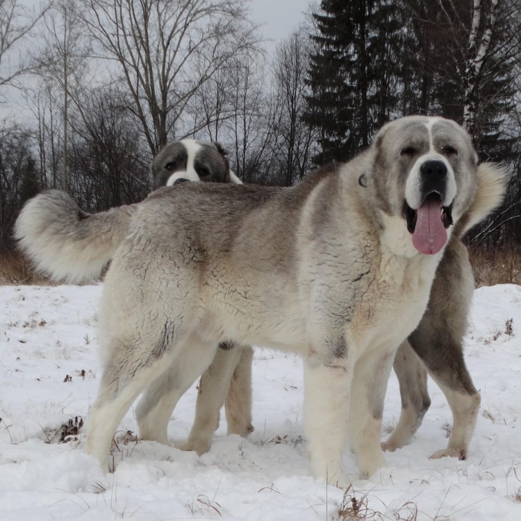 Собака алабай на прогулке