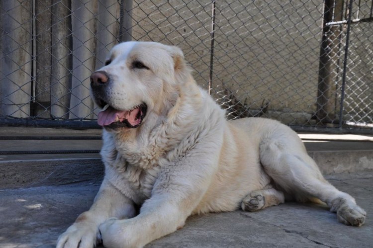 Алабай белый