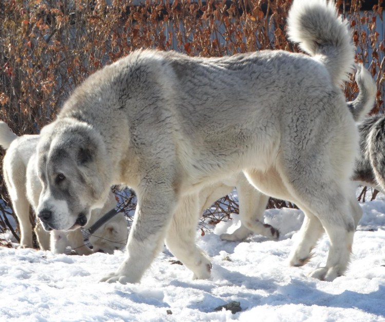 Среднеазиатская овчарка алабай