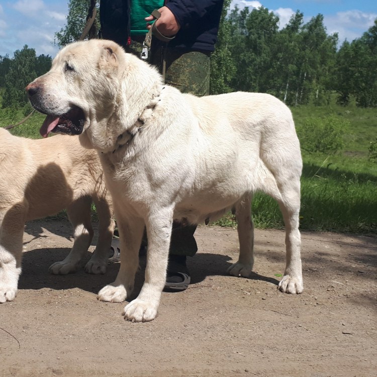 Волкодав алабай