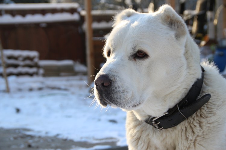 Алабай собака медведь