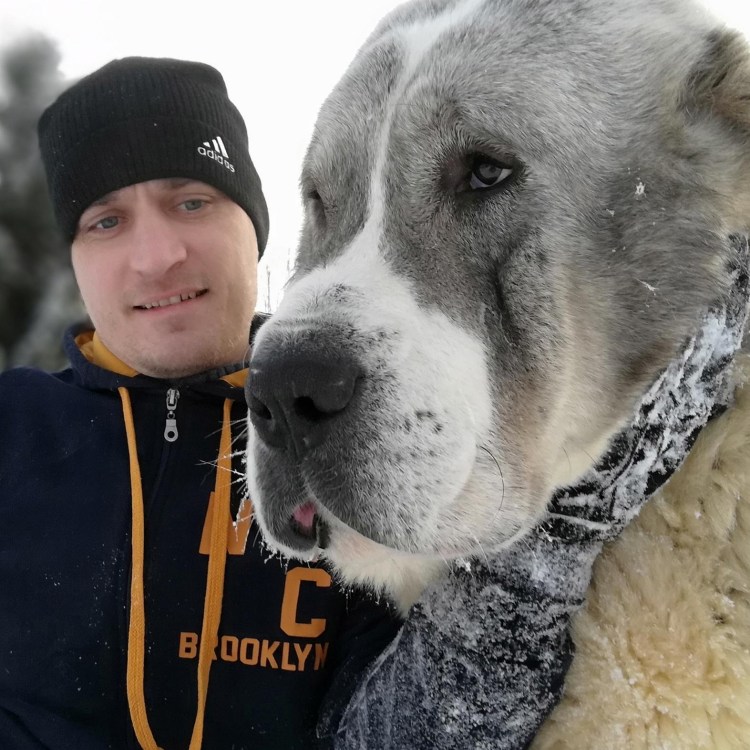 САО алабай Медвежий Тип белый