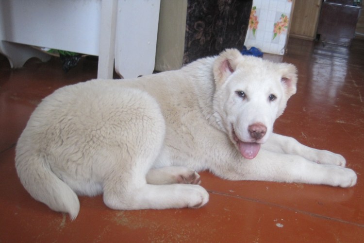 Туркменский алабай