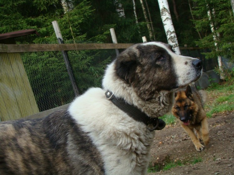 Среднеазиатская овчарка алабай черный