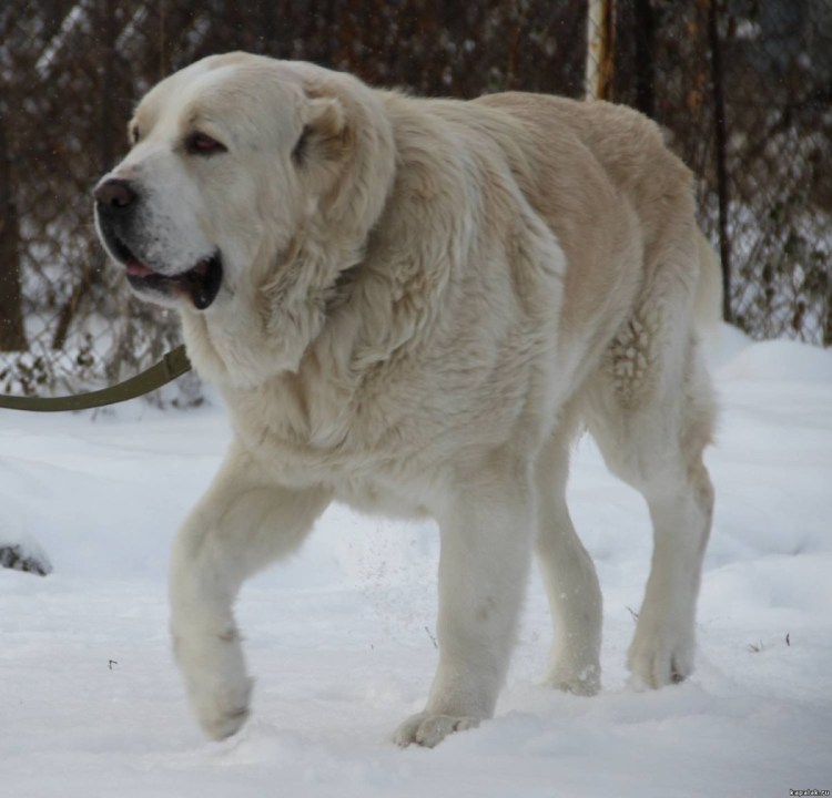 Алабай в холке