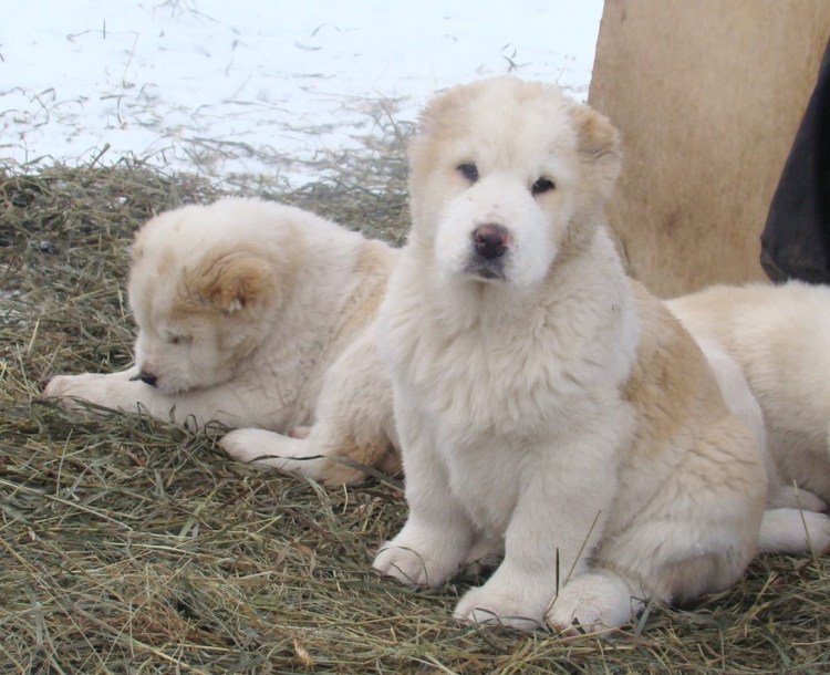 Алабай турке