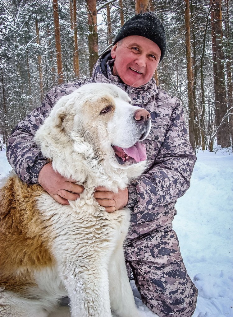 Алабай взрослый кобель