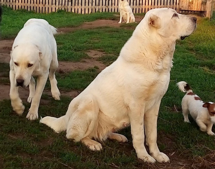 Туркменский алабай