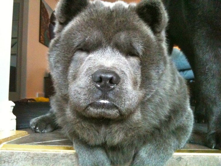 Среднеазиатский алабай