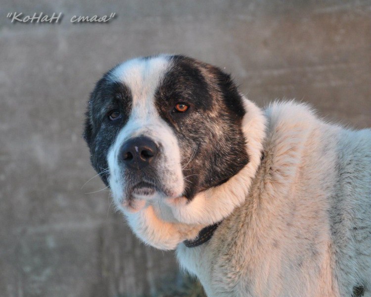 САО овчарка алабай