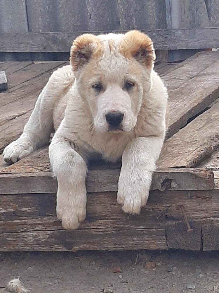 П-К алабай Восточное наследие