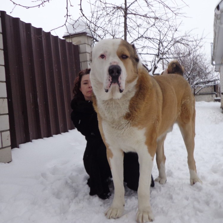 Алабай турецкий алабай