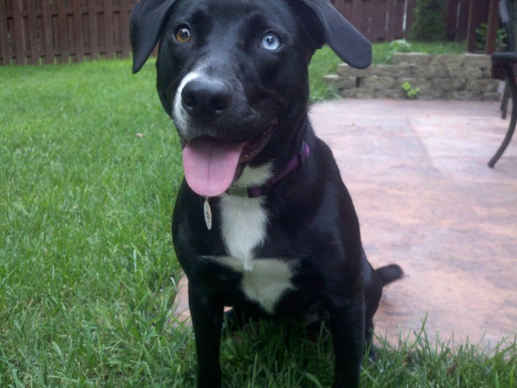 Питбуль Доберман и бультерьер