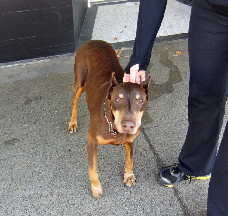 Смесь бультерьера и добермана