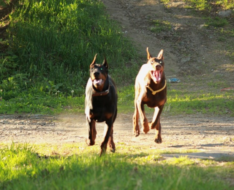 Метис хаски и добермана