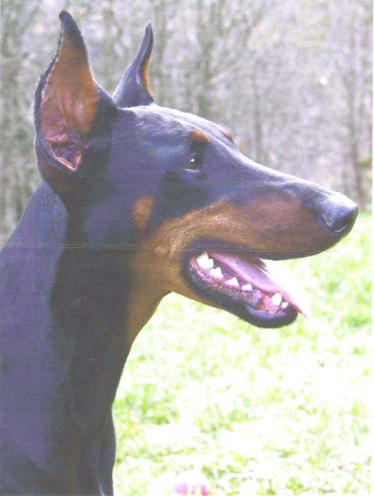 Метис мини бультерьера