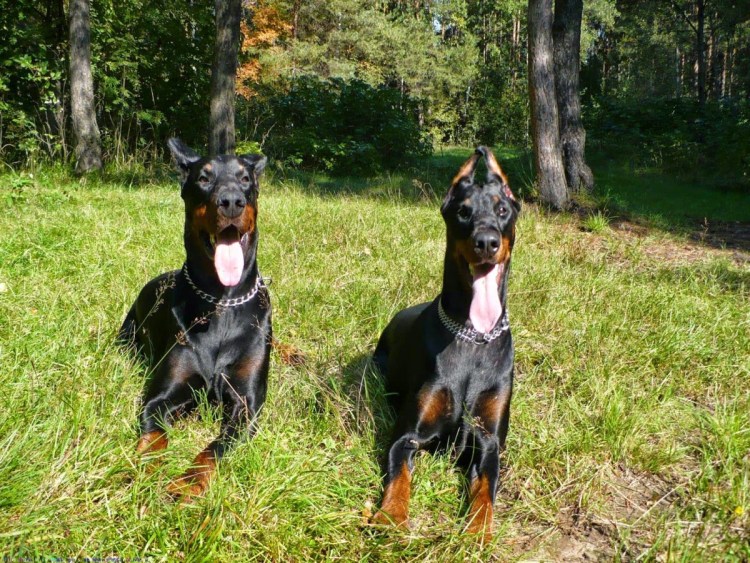 Доберман картинки на телефон