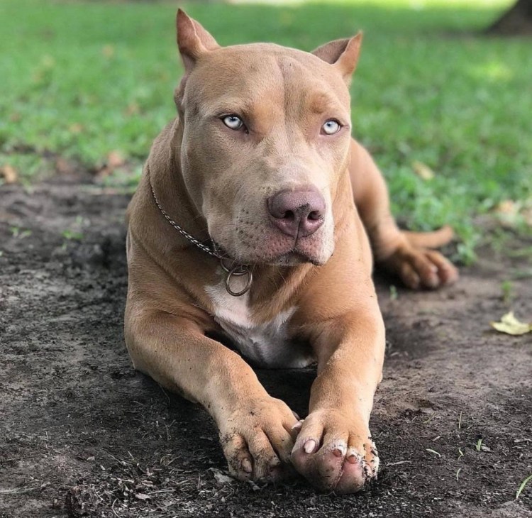 Питбуль и Доберман